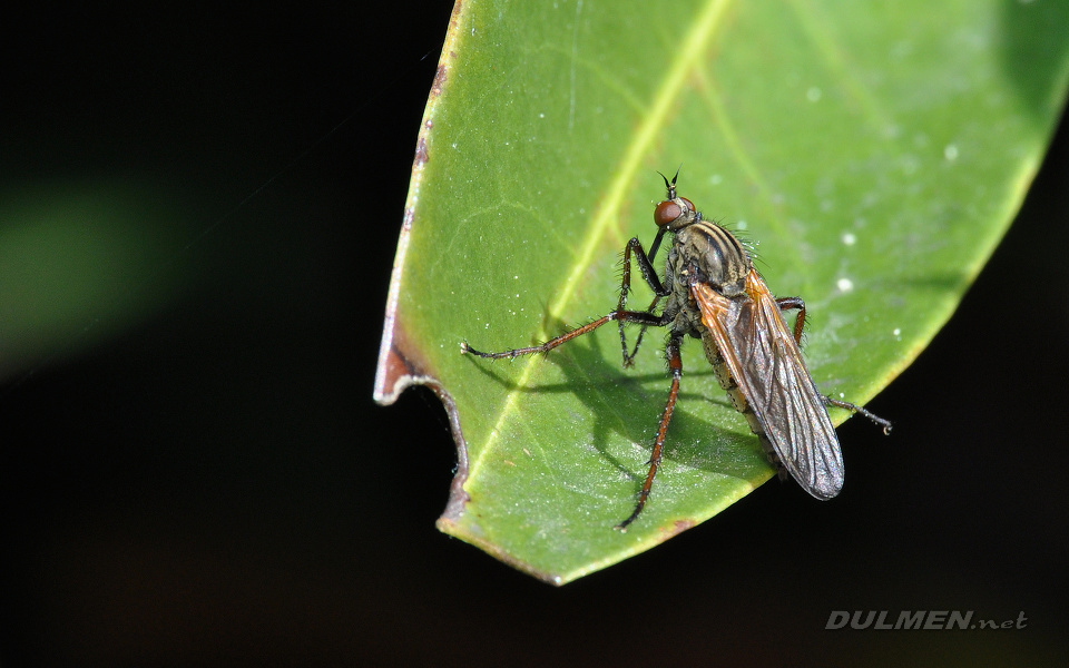 Dance Fly (Empis opaca)